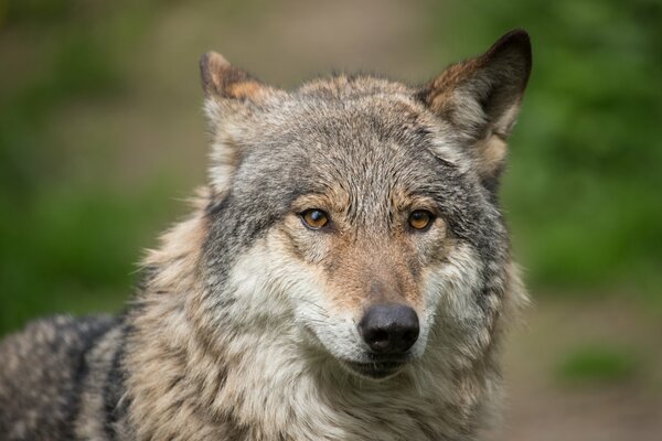 Lobo gris con mirada enojada