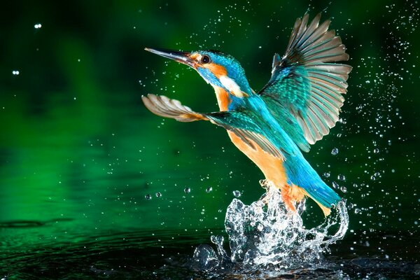 Kingfisher bird splashing in the water