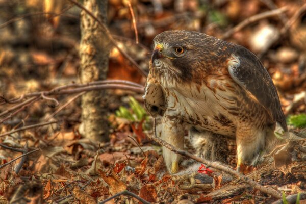 A red - tailed buzzard builds a nest out of branches