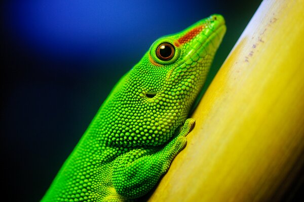 Imagen del ojo de lagarto de cerca