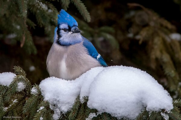 Arrendajo azul en una pata de abeto de nieve