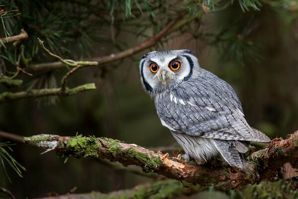 Hibou sur une branche dans la forêt