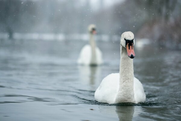 Hermosos cisnes nadando en el lago