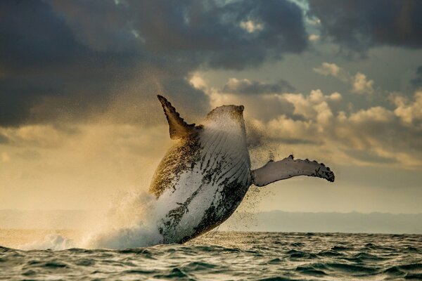 El salto de una ballena azul sobre el océano