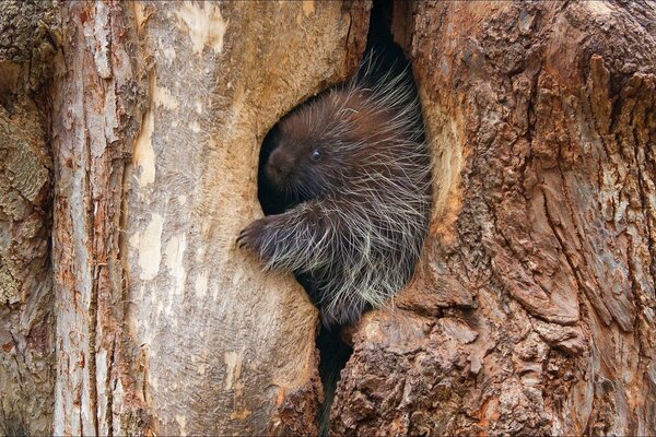 Sauvagement une fois caché un arbre fente