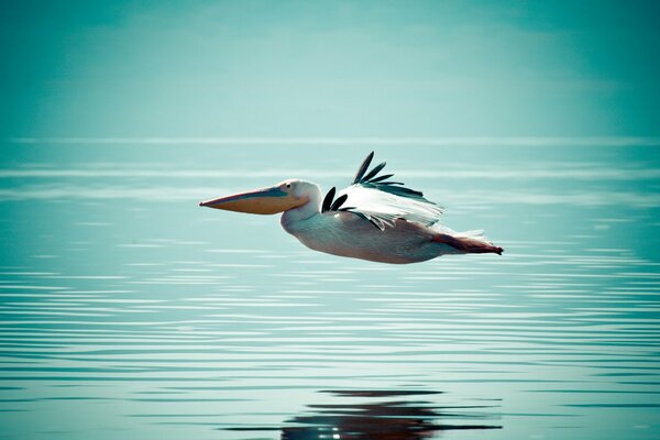 Pelican flying over the water