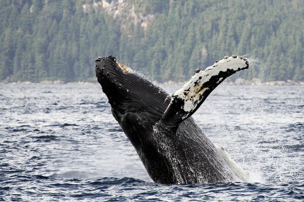 Ballena jorobada en el estrecho de Alaska