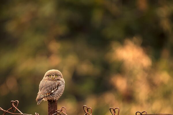 Vue d un hibou assis sur une clôture