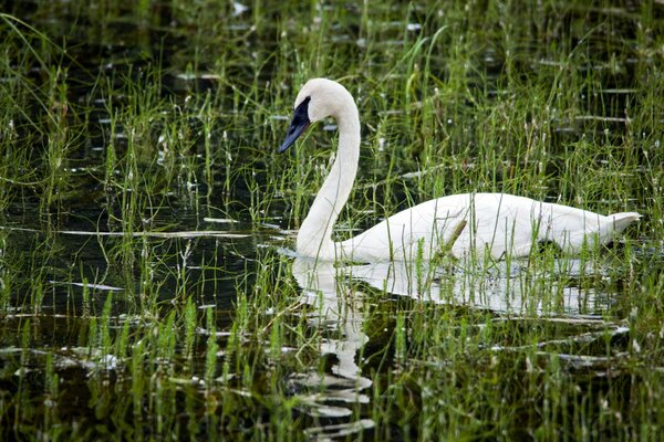 White swan on the pond