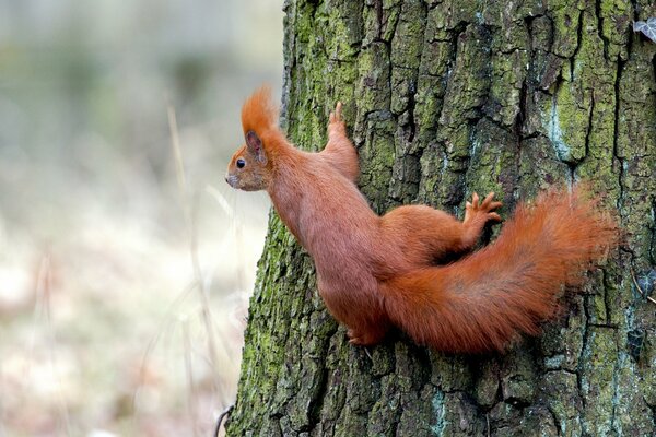 Rothaarige Eichhörnchen am Baumstamm