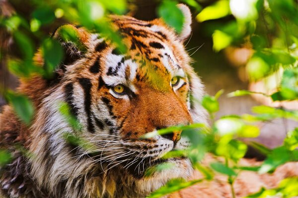 Tiger peeks out of the bushes in nature