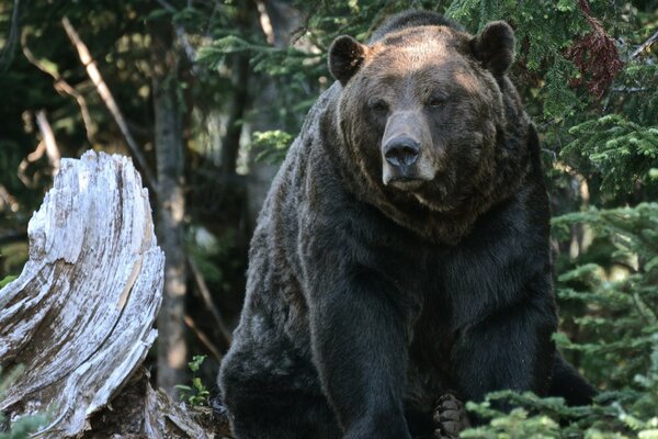 A grizzly bear sits by a log