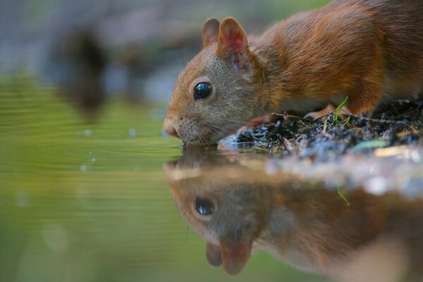 Lindo Roedor bebiendo agua