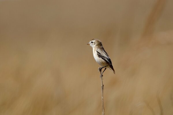 Un petit oiseau s assit sur une branche