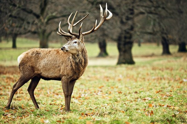 The spectacular moose looks thoughtfully into the distance