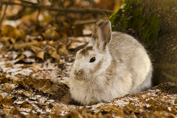 Der Hase saß im Winterwald