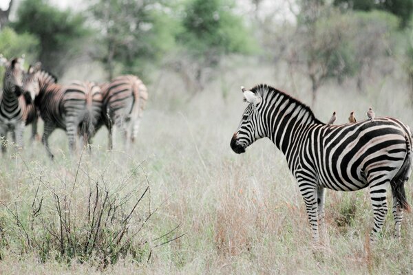 Zebras graze in a clearing