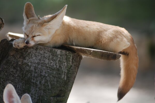 Fuchs fenek schläft auf einem Baumstumpf