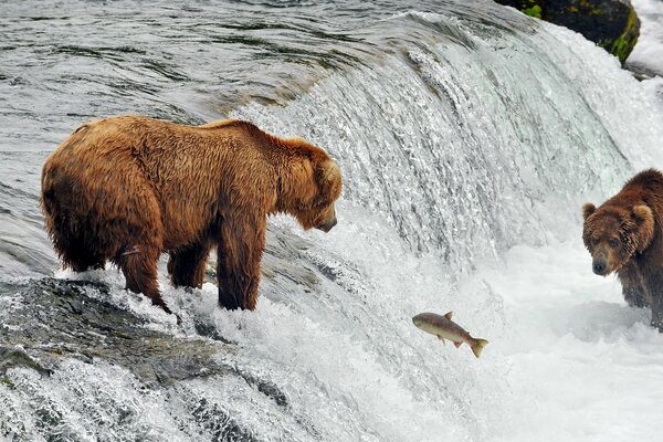 Gli orsi catturano la trota nel fiume Nord