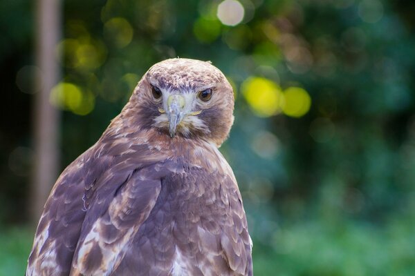 The stern gaze of the North American Vulture