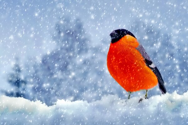 Gimpel auf einem verschneiten Ast im Winter