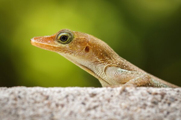 A small lizard is sitting on a rock