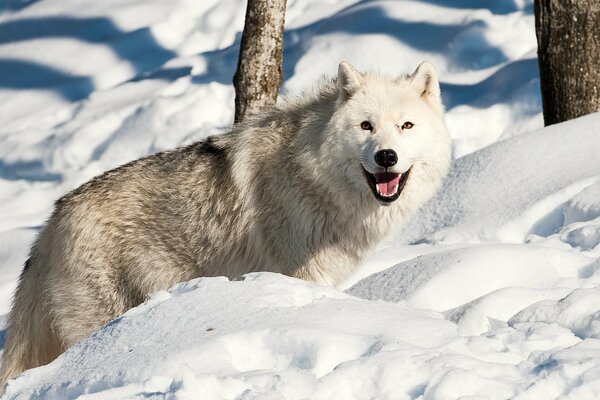 Wolf on the background of white snow