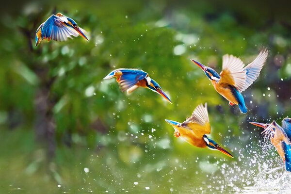 Birds in flight with splashes of water