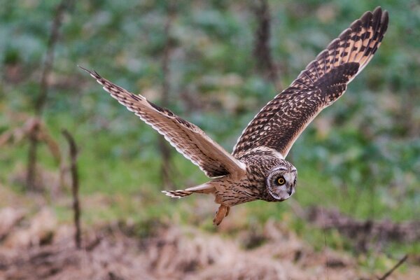 Sumpfeule fliegt nach Beute