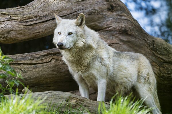 La mirada depredadora del lobo en la madera flotante