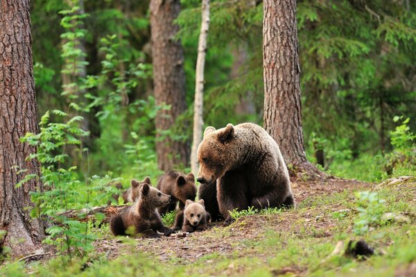 Bärenfamilie im Wald