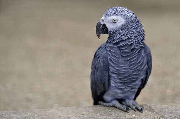 Profil du perroquet gris Jaco