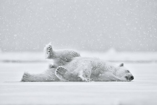 Oso de peluche blanco, nieve blanca