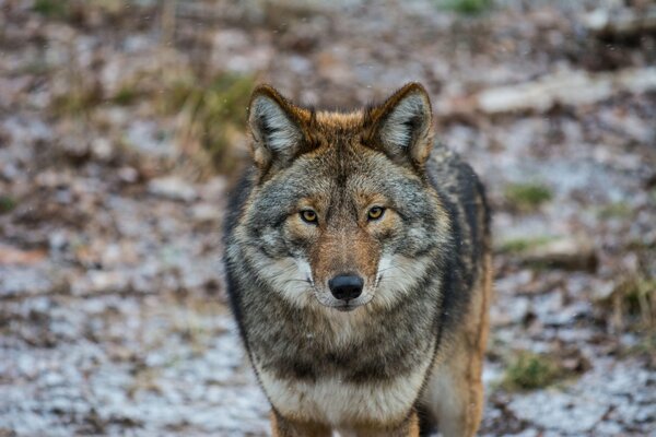 Majestätischer Blick eines amerikanischen Wolfes im Wald