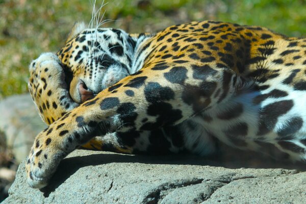 Jaguar on raslabon under the sun