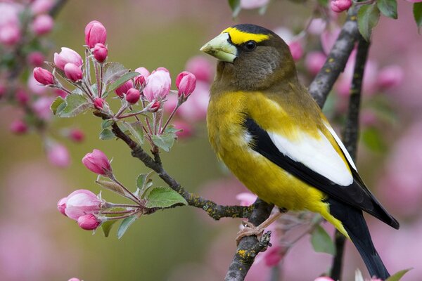 Yellow bird on a branch in spring