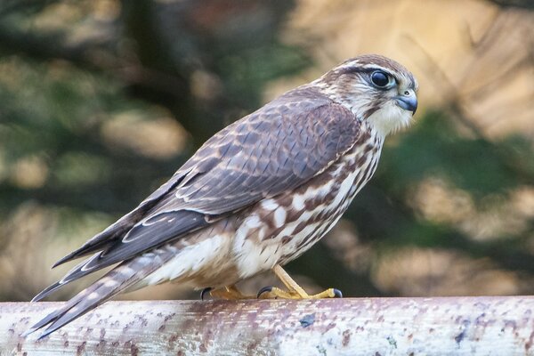 Falcon profile. Photos in nature