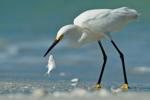 White Heron fish catch