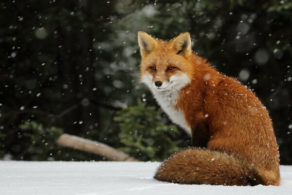 Rothaarige Füchsin auf dem Schnee, um sich zu drängen