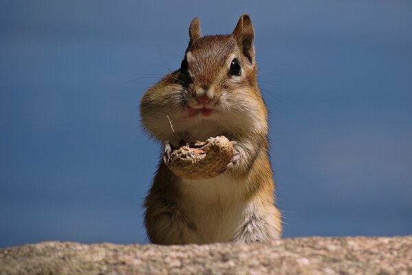 Funny chipmunk eats peanuts