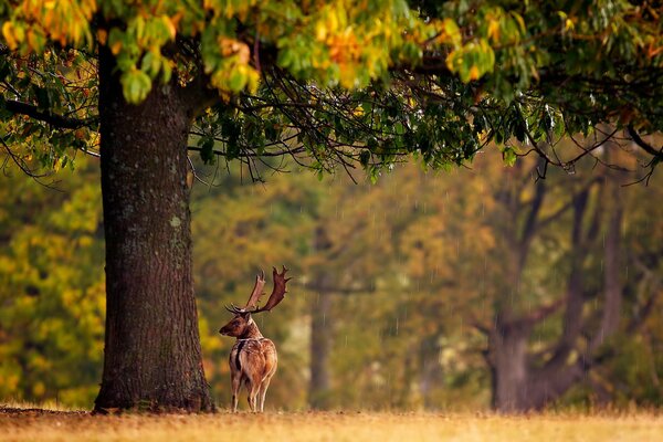 Deer on a rainy autumn day in the forest