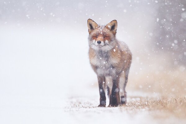 Volpe pressata in inverno sulla neve