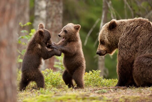 I cuccioli giocano vicino all orso