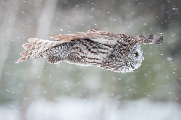 Un búho volando bajo la nieve que cae