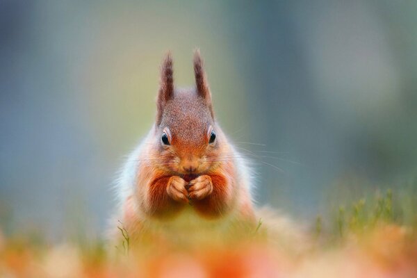 A red squirrel eats a nut