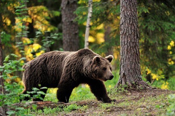 Orso bruno nella foresta