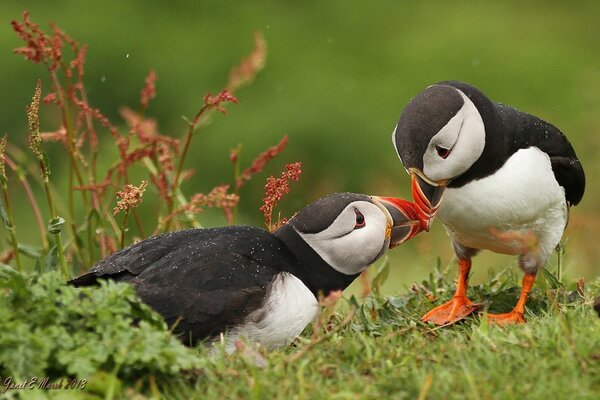 Two chicks touch with their beaks