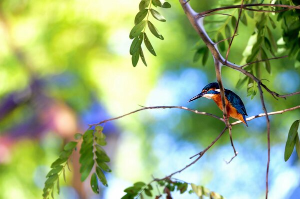 Sommerfarbe des Lebens im Wald