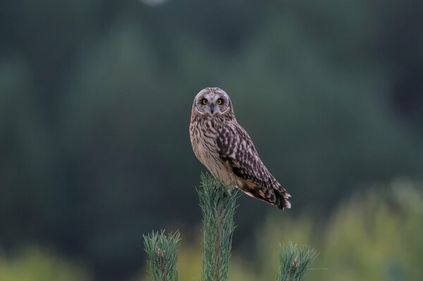 Hibou assis sur la Couronne d un arbre