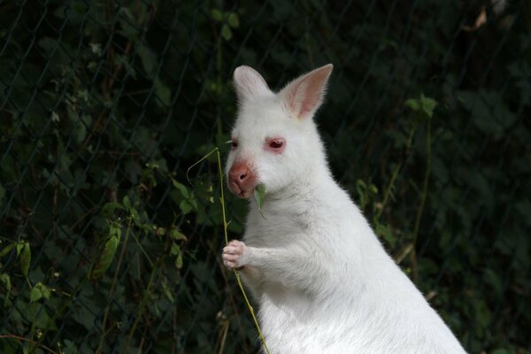 Il canguro bianco tiene una foglia in piccole zampe